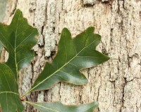 quercus austrina.jpg